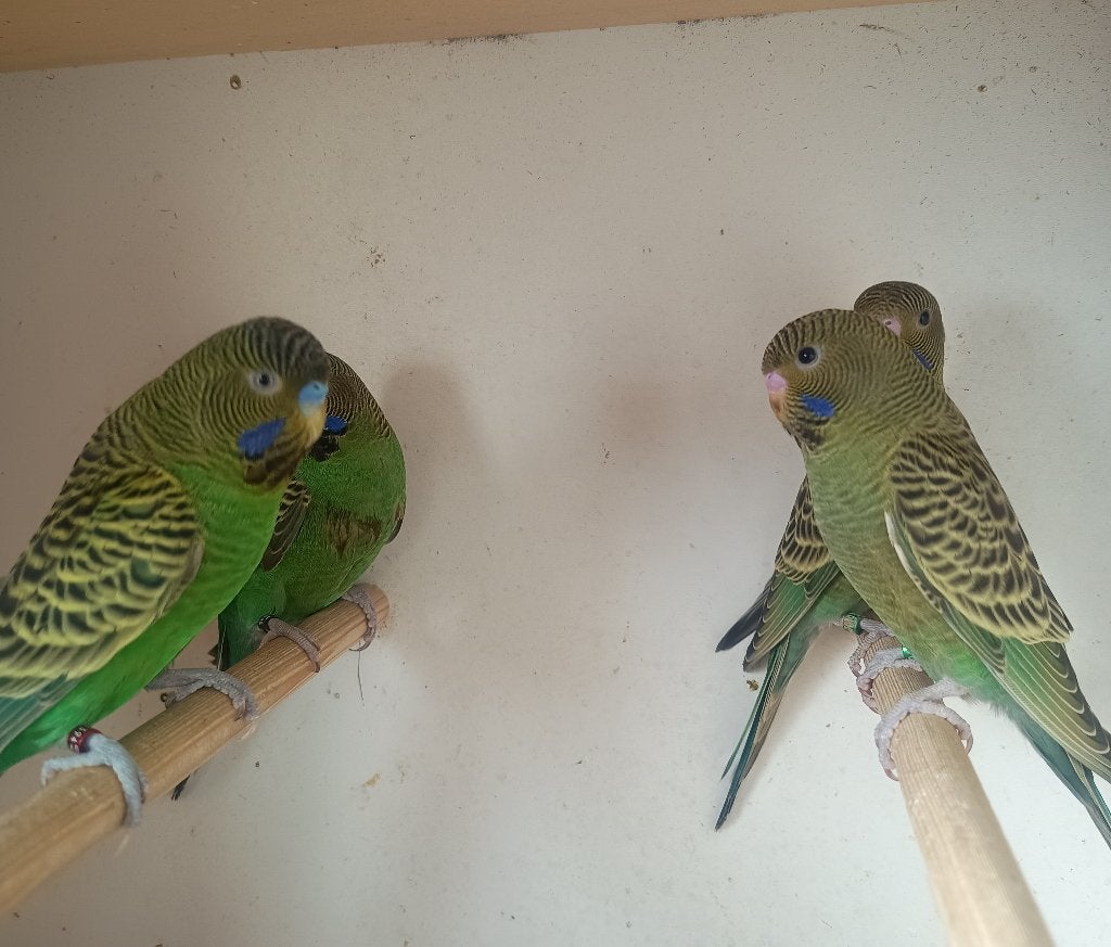 groene blackface grasparkieten, Plusieurs animaux, Perruche, Bagué