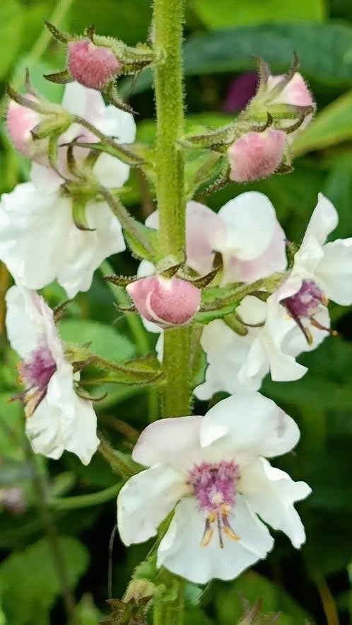 Verbascum Blattaria , 6 potjes voor 5 euro, Tuin en Terras, Planten | Tuinplanten, Volle zon, Eenjarig, Zomer, Ophalen