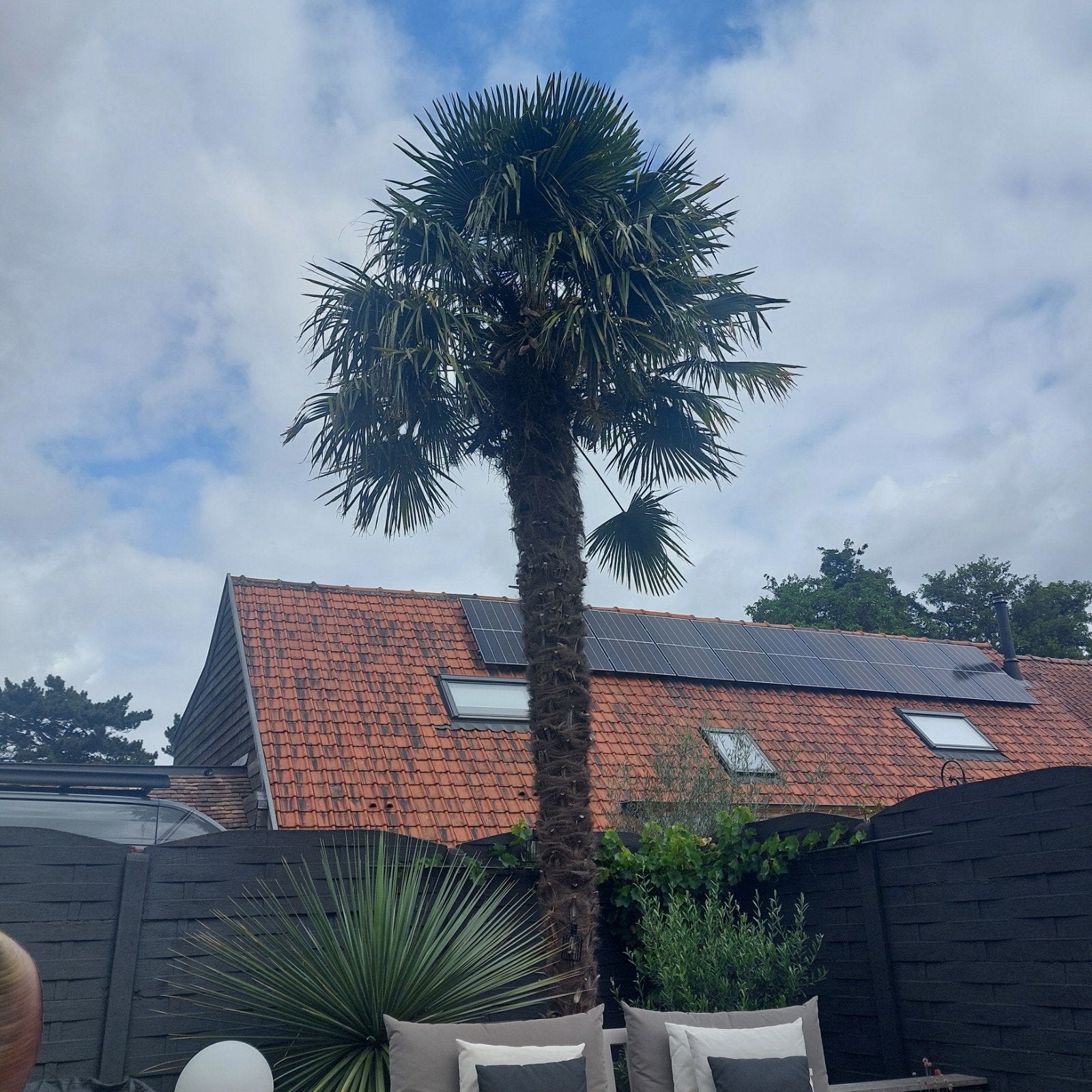 Palmboom 22 jaar oud, Jardin & Terrasse, Plantes | Arbres, Enlèvement, Palmier