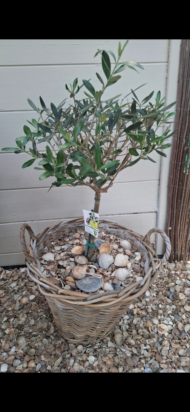mooie olijfboom+ rieten mand + schelpen, Tuin en Terras, Ophalen, Olijfboom