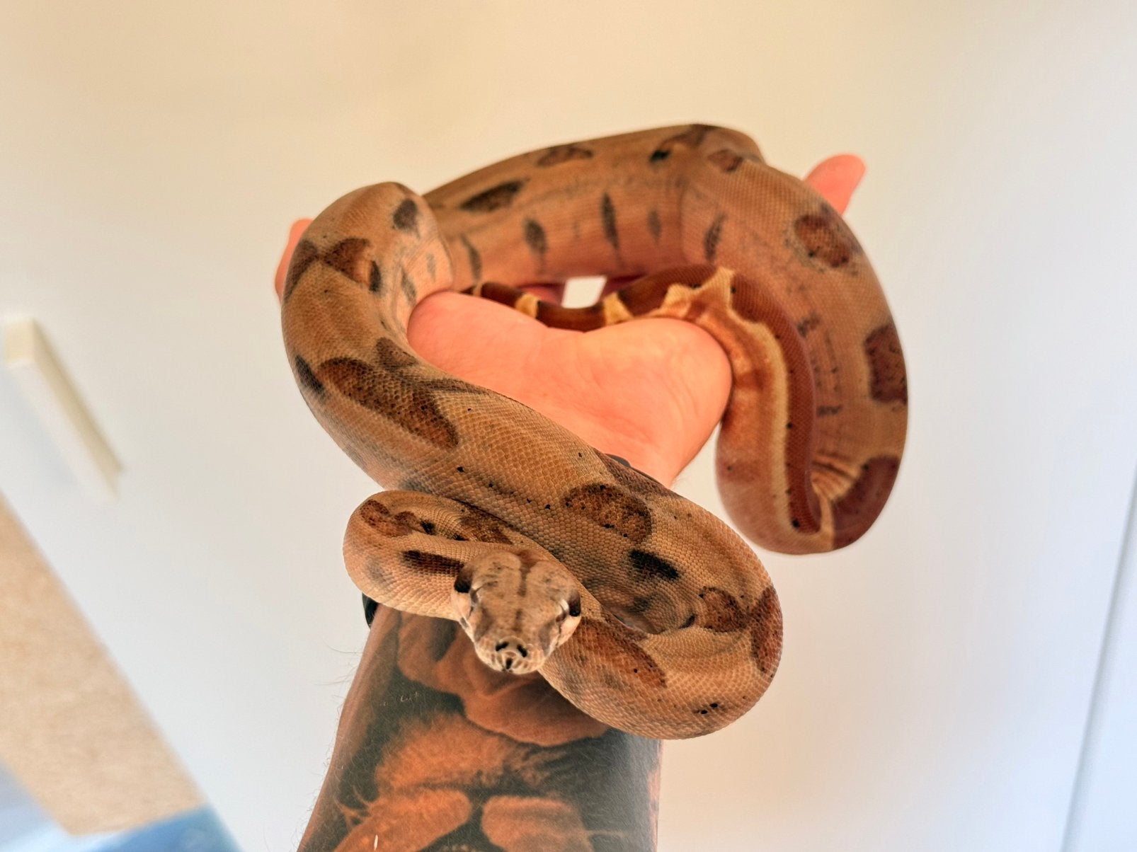 Boa constrictor, Dieren en Toebehoren