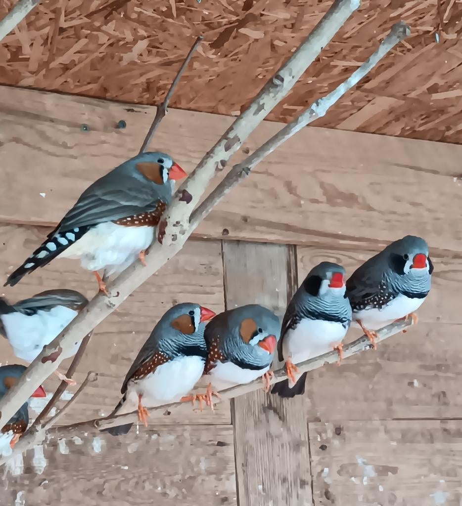 zebravinken, Dieren en Toebehoren