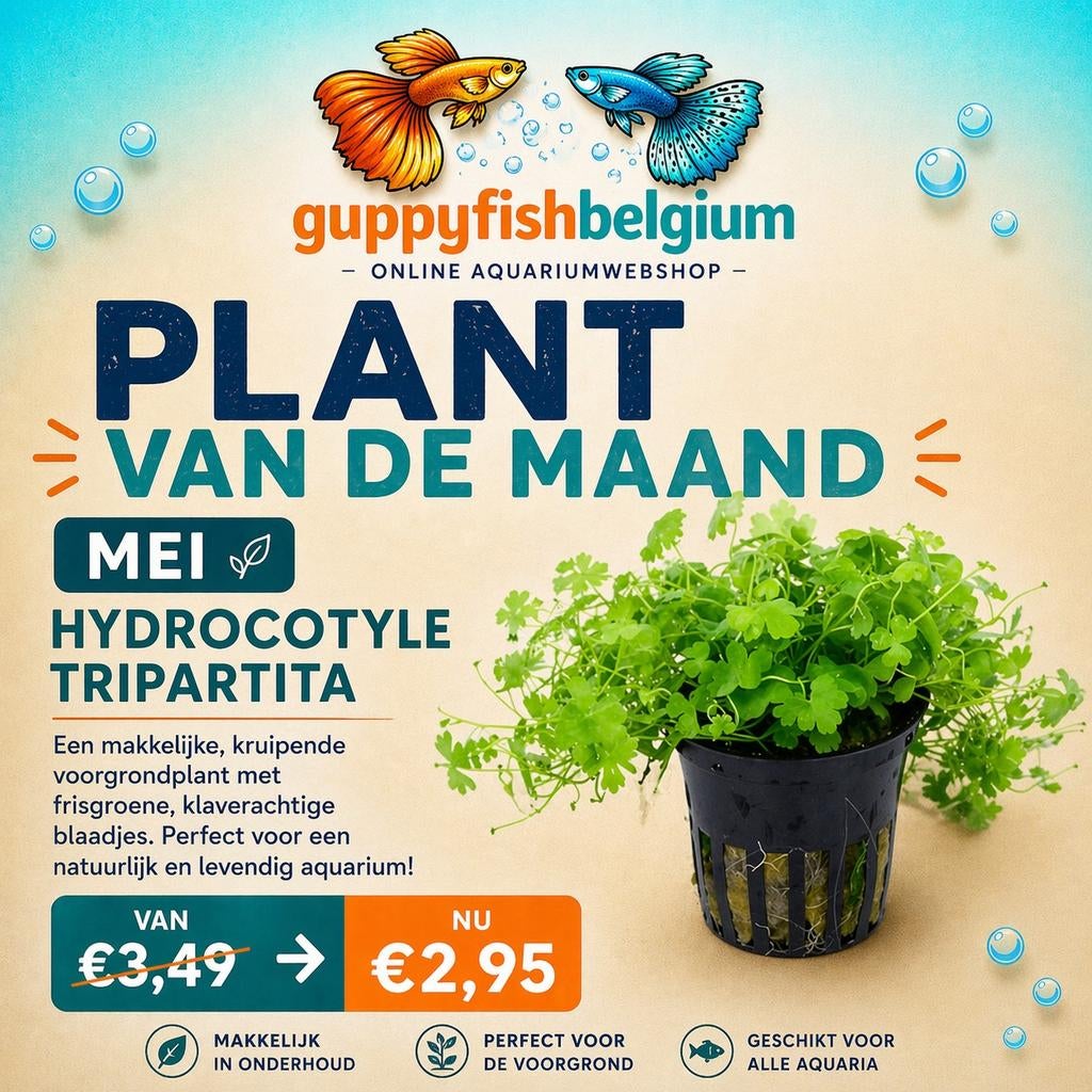 Aquariumplanten, Animaux & Accessoires