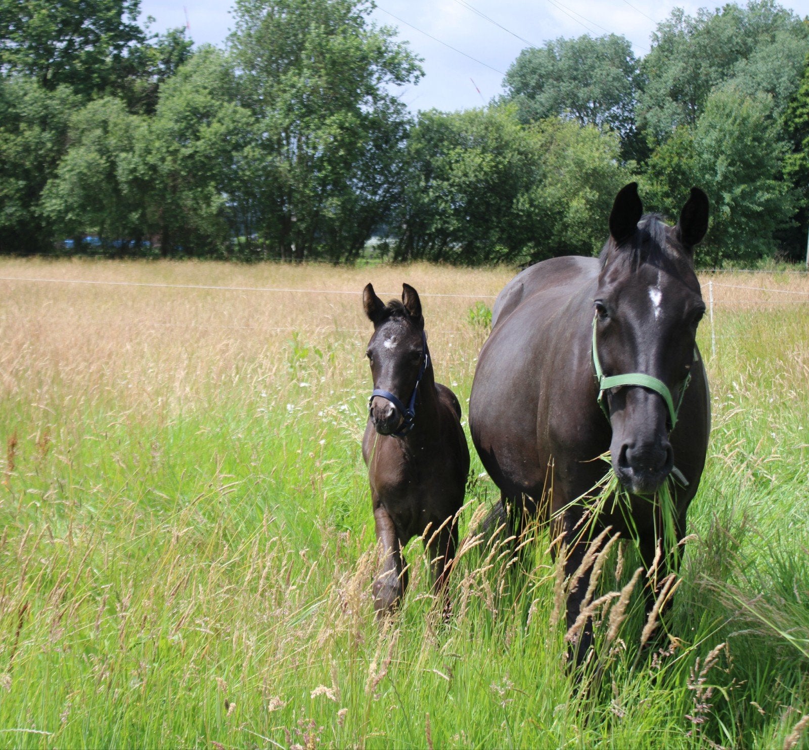 Allround merrie, Dieren en Toebehoren, Merrie, Springpaard, Met stamboom, 170 tot 175 cm