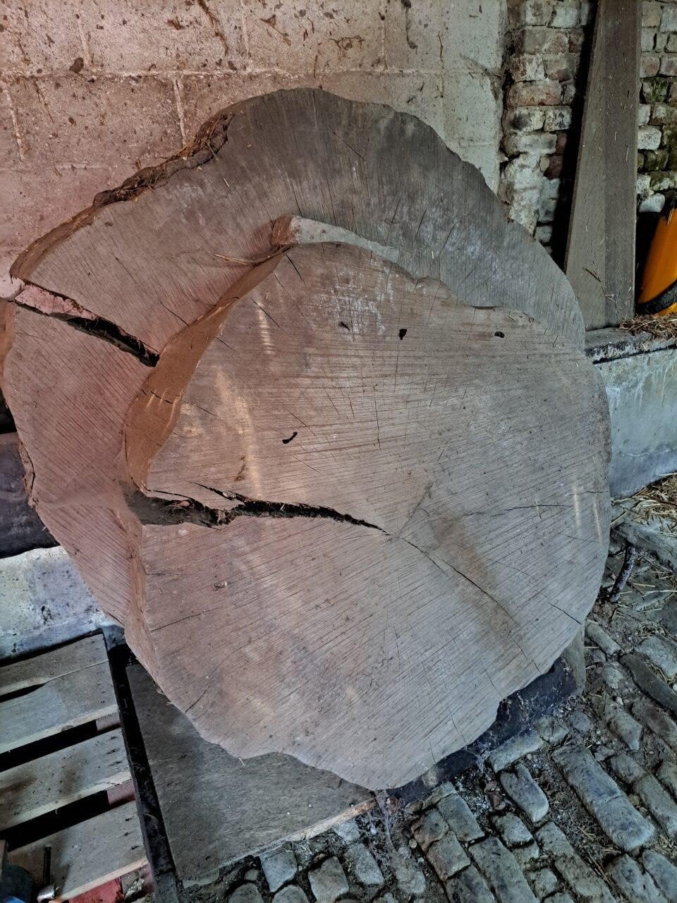 Troncs d'arbres épais, Enlèvement