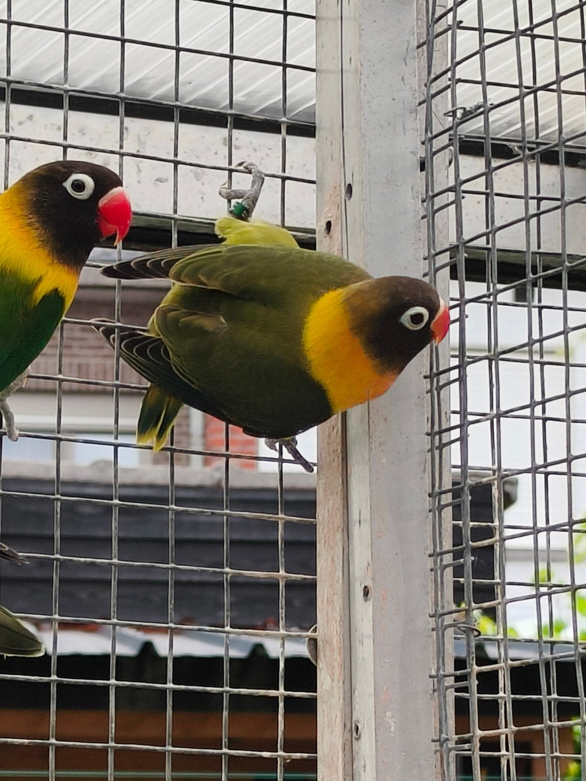 Jonge personata, Bagué