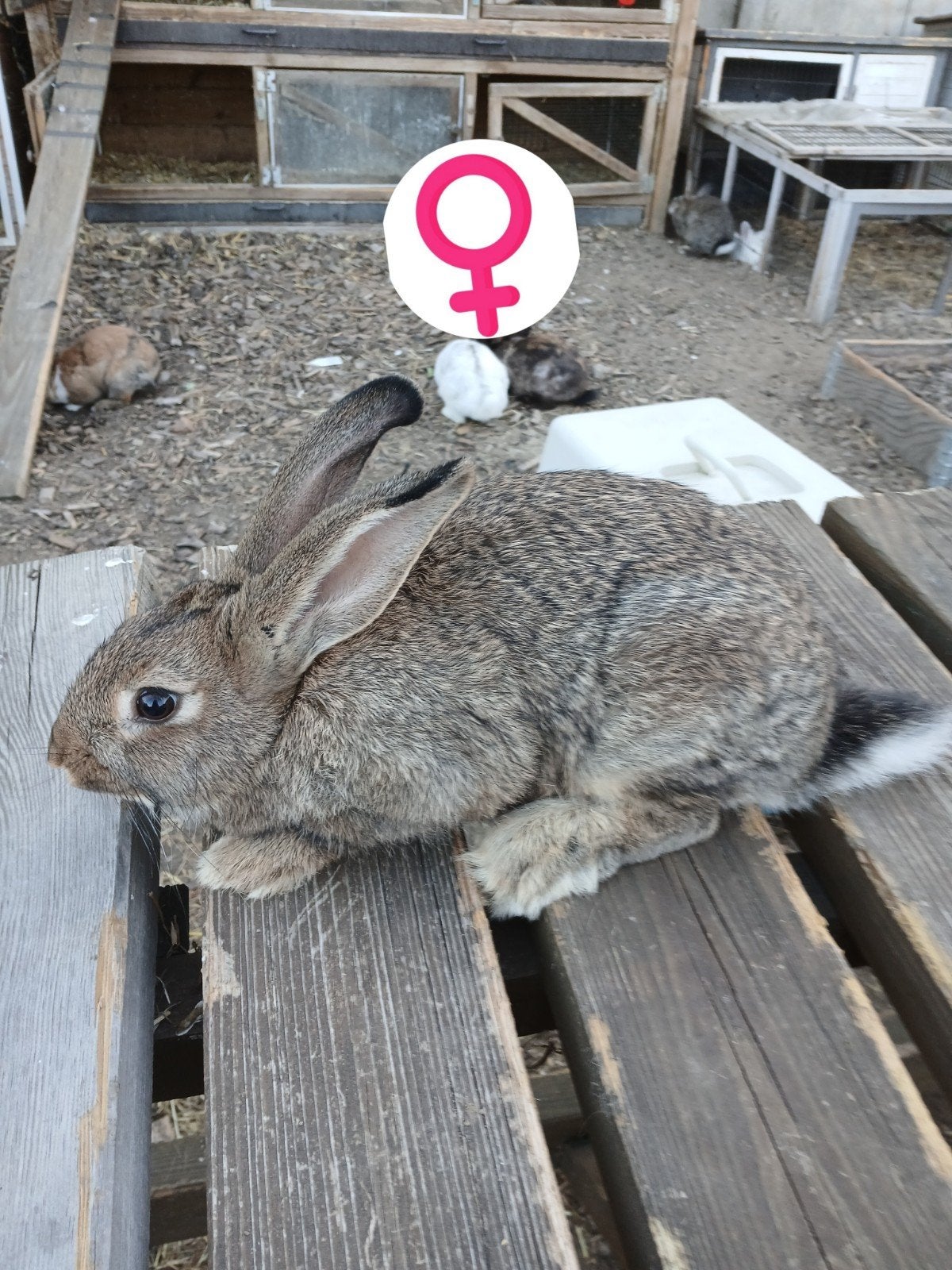 Vlaamse reus wildkleur vrouw, Animaux & Accessoires, Lapins, Grand, Femelle, 0 à 2 ans