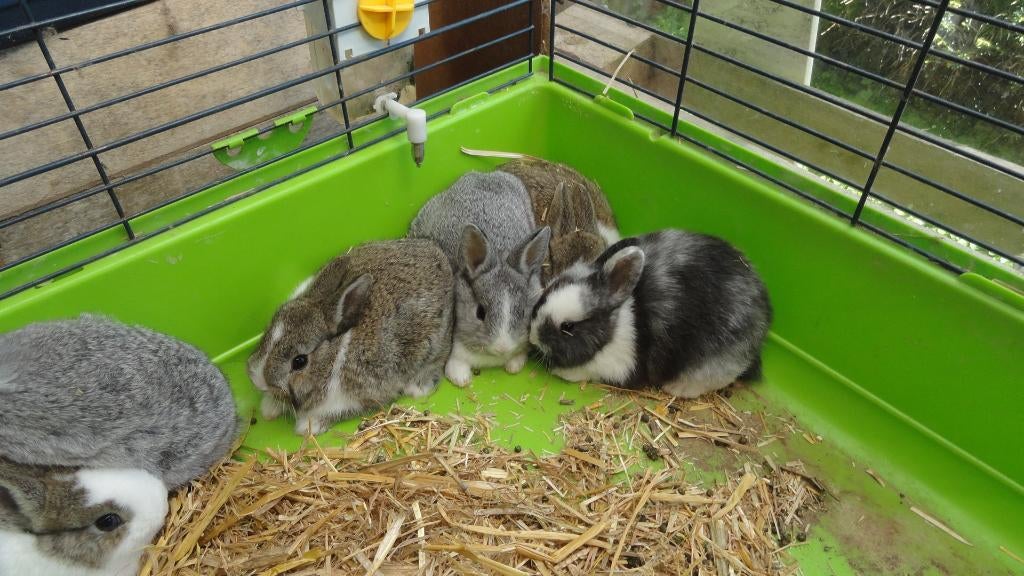 Dwergkonijntjes gratis, Dieren en Toebehoren, Dwerg