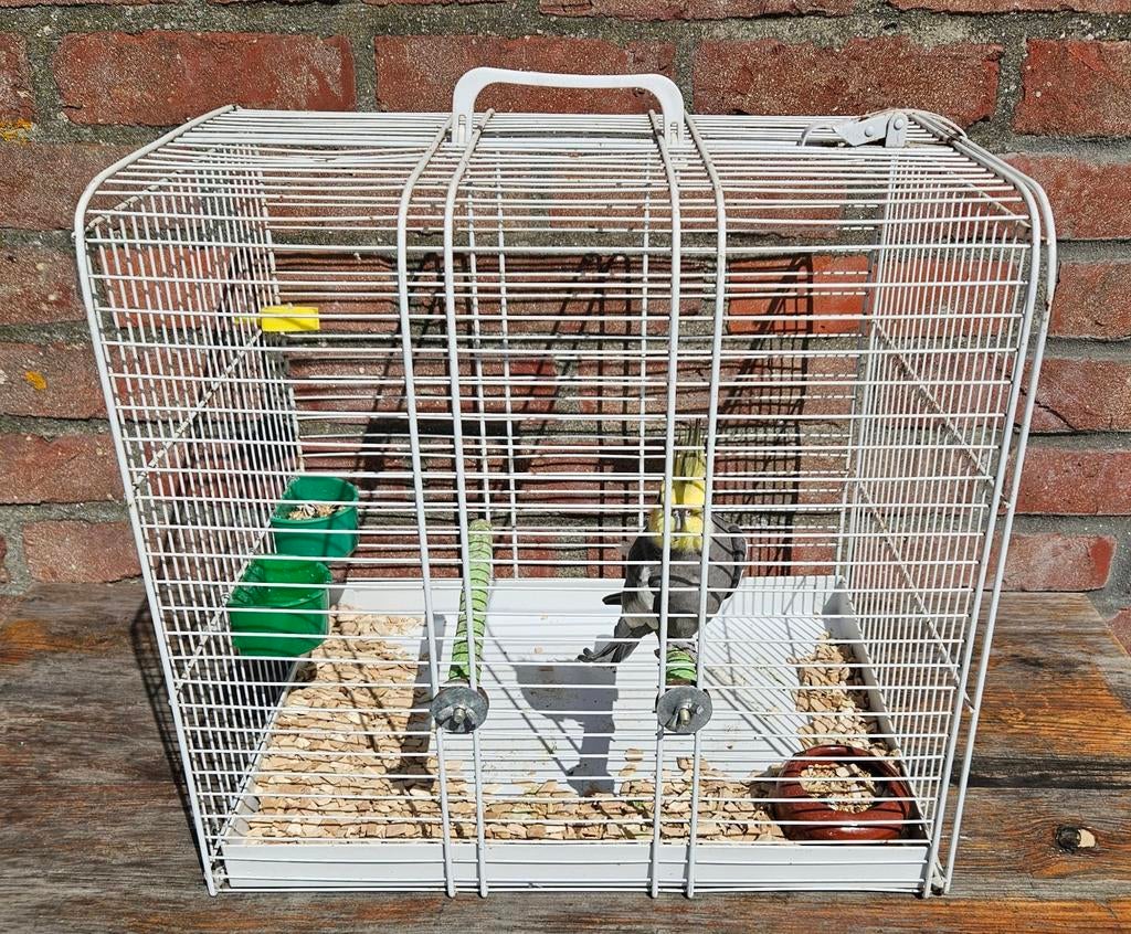 Perruche Callopsites + cage de transport, Animaux & Accessoires, Oiseaux | Perruches & Perroquets