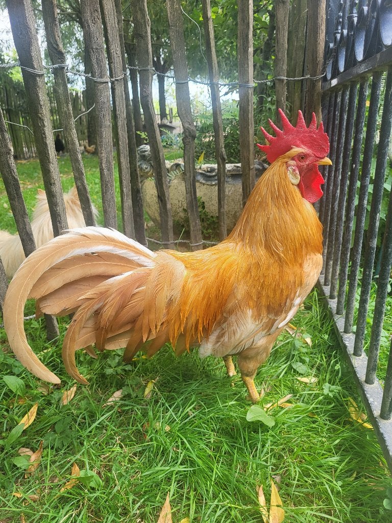 Mooie leghorn buff haan, Mâle, Poule ou poulet