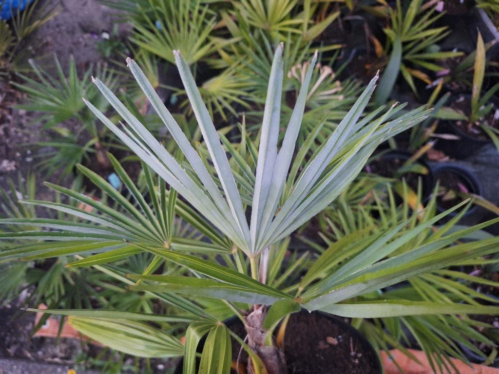 Zeldzame hybride winterharde palmbomen, In pot, Halfschaduw, Ophalen of Verzenden, Lente