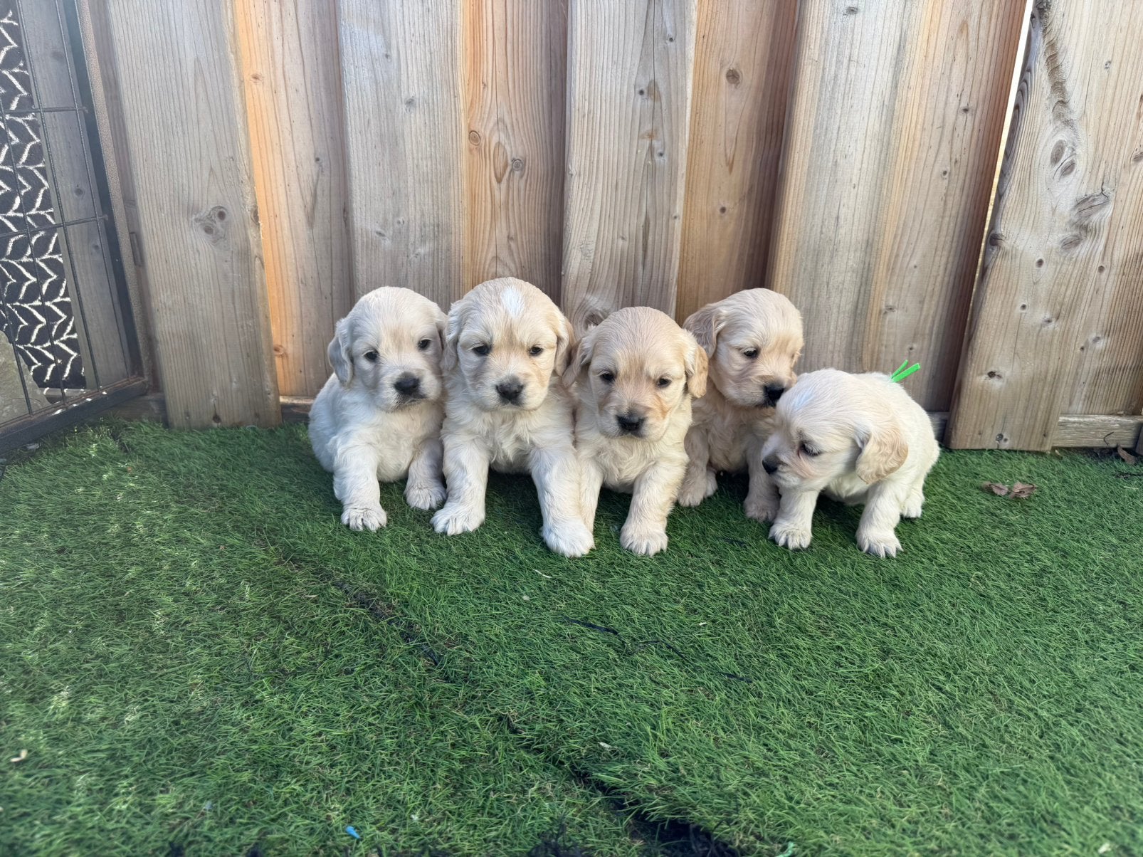Mooie golden cocker retriever pups, Dieren en Toebehoren, België, Overige rassen, CDV (hondenziekte), 8 tot 15 weken