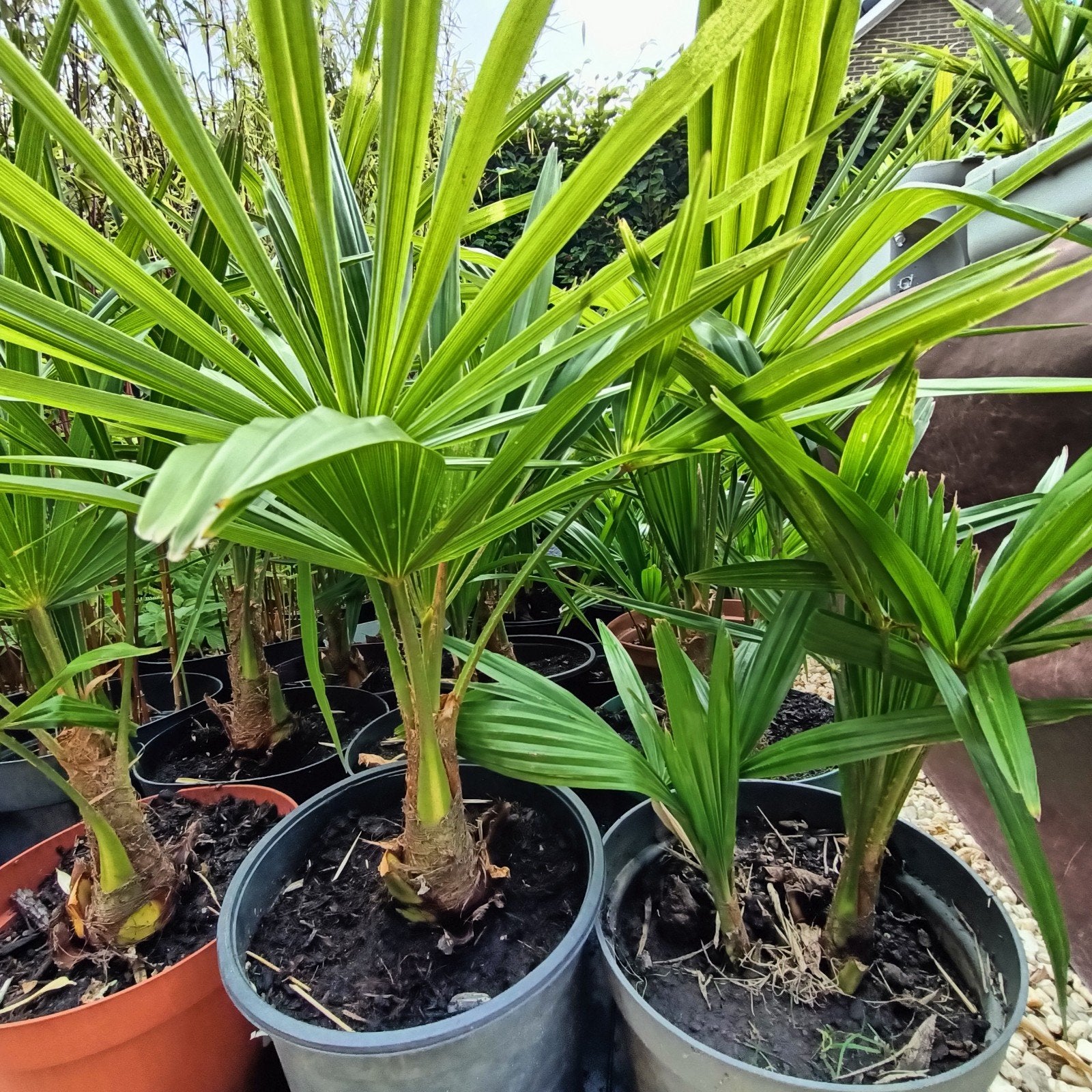 Trachycarpus fortnei, Enlèvement