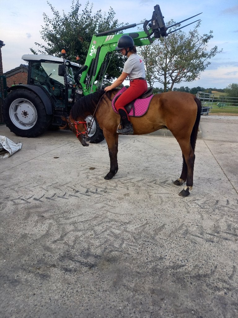 Hongre bai, Dieren en Toebehoren, Paarden, Met stamboom, Ruin, Zadelmak, 3 tot 6 jaar