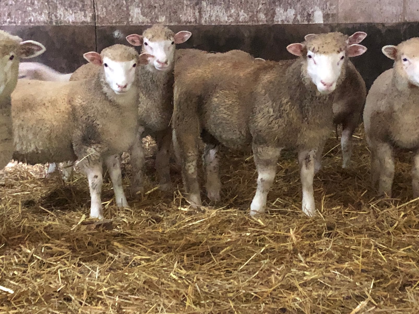 Poll doset lammeren, Dieren en Toebehoren