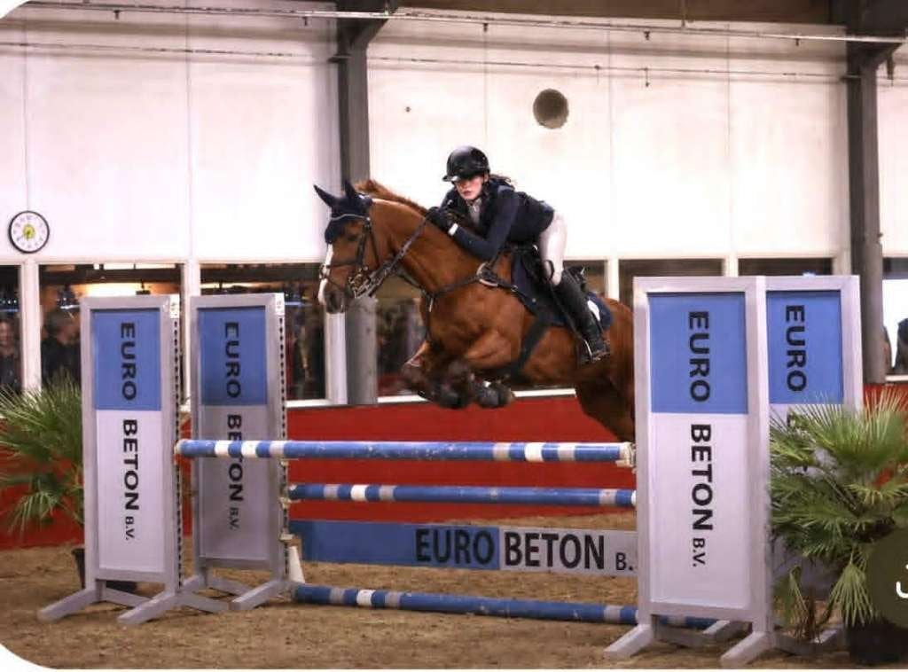 Whisper ervaren E sportpony, paard Jumping Eventing Dressuur, Dieren en Toebehoren, L