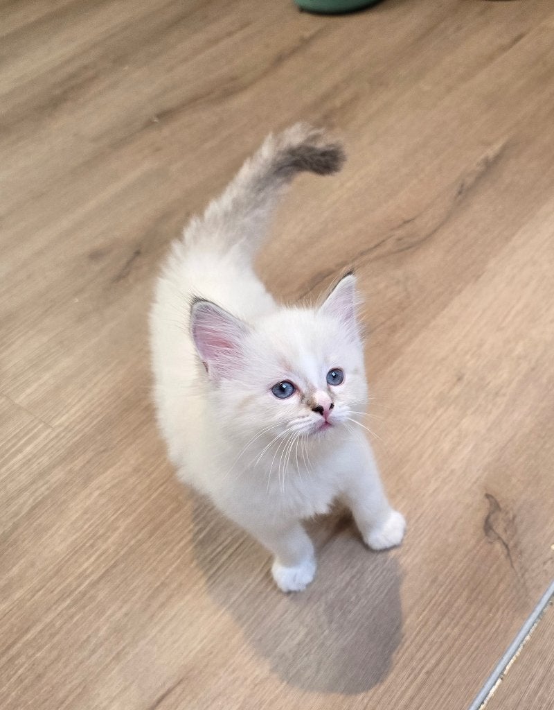 Ragdoll kittens, Dieren en Toebehoren, Poes, Gechipt, 0 tot 2 jaar