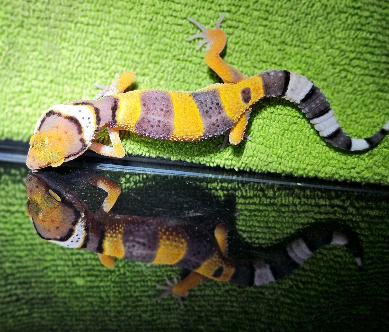 luipaardgekko baby E2, Animaux & Accessoires, Reptiles & Amphibiens, Lézard, Domestique, 0 à 2 ans