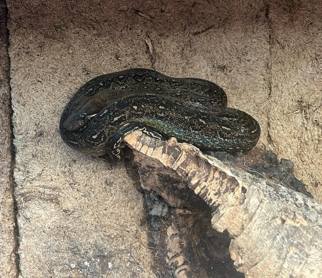 Boa Constrictor, Animaux & Accessoires, Serpent, 0 à 2 ans
