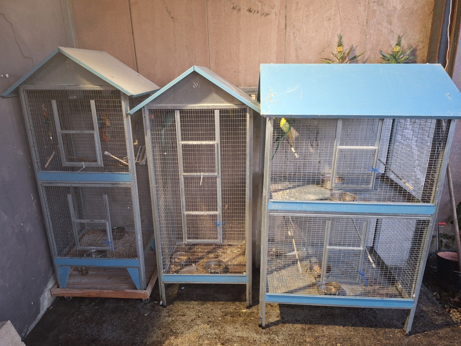 4 kweekrijp koppels met kooien, Animaux & Accessoires, Oiseaux | Cages & Volières, Enlèvement