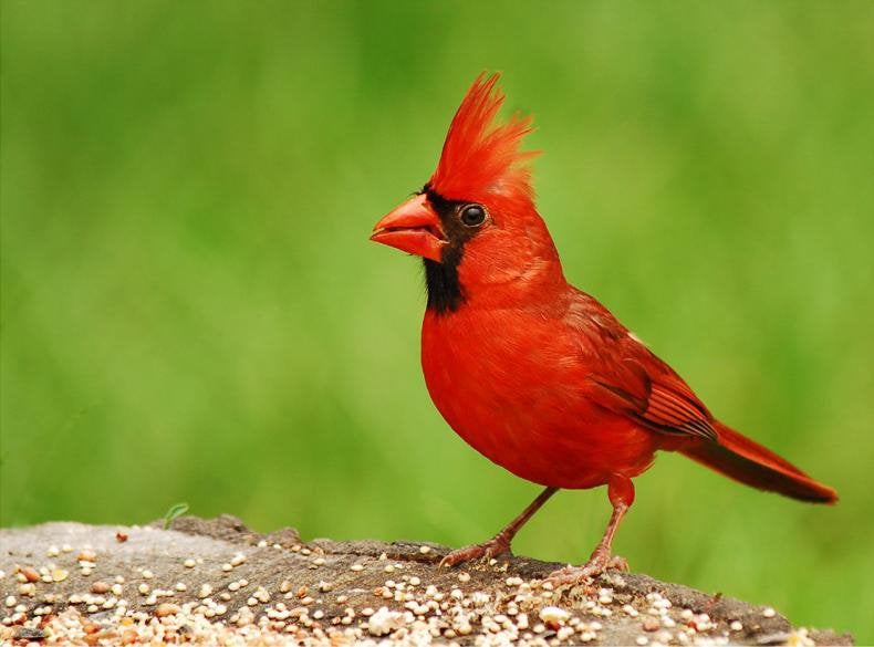 Gezocht jonge rode kardinaal, Dieren en Toebehoren, Ophalen