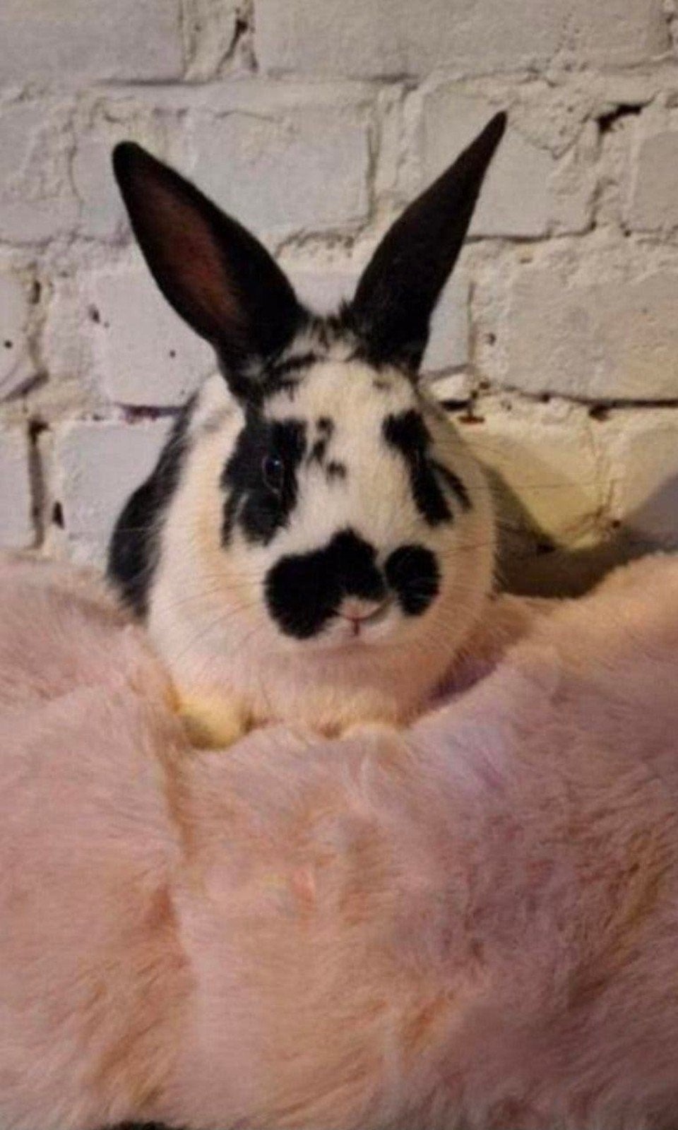 lieve konijntjes (rammen), Dieren en Toebehoren, Mannelijk, Middelgroot, Hangoor, 0 tot 2 jaar