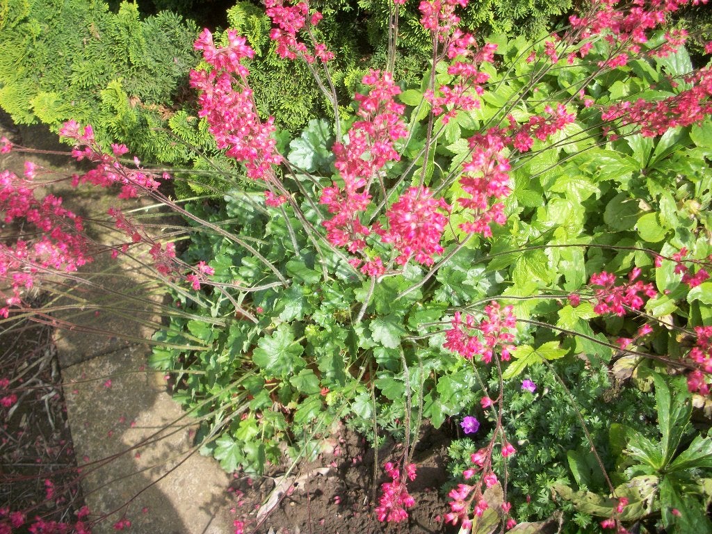 Heuchera, Tuin en Terras, Planten | Tuinplanten, Ophalen, Bodembedekkers, Vaste plant, Halfschaduw