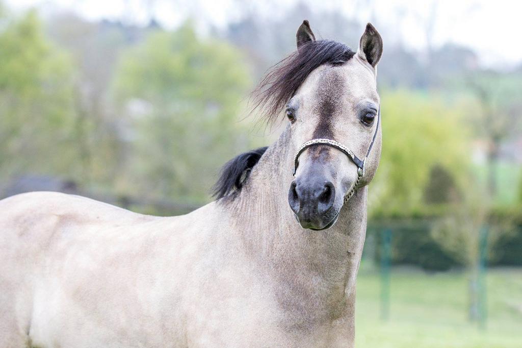 Minipaard dekhengsten ter dekking, Hengst