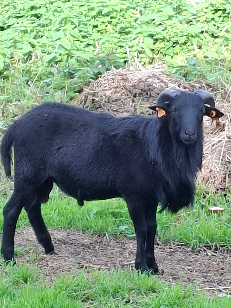 Kameroen ram, Dieren en Toebehoren, Mannelijk, Schaap, 0 tot 2 jaar