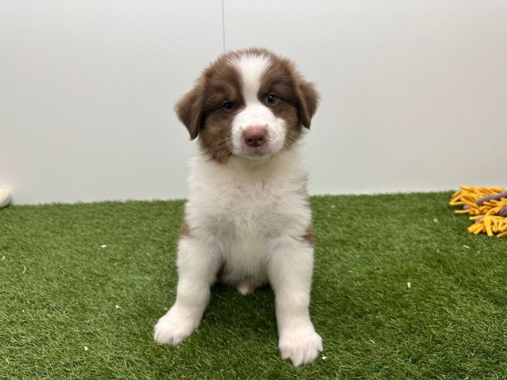 Australische Herder pups, Dieren en Toebehoren, Honden | Herdershonden en Veedrijvers, België, 8 tot 15 weken, Parvo, Meerdere