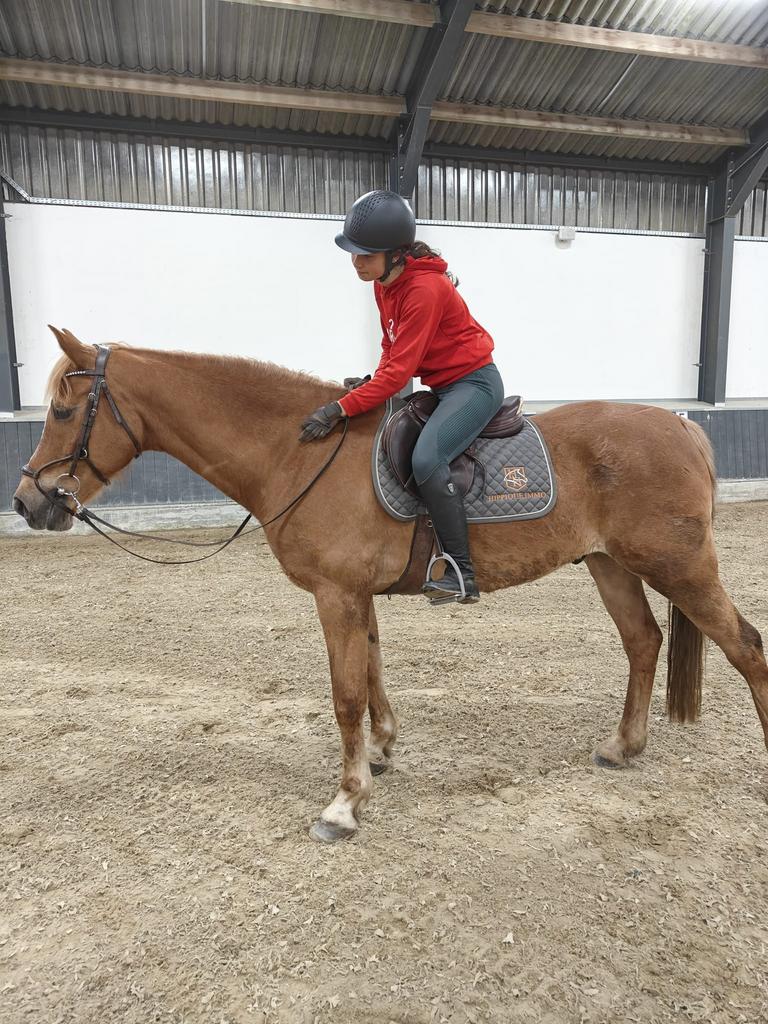 Halve stal met onder andere allrounder Arabo-Haflinger, Dieren en Toebehoren, Paarden, Ruin, Niet van toepassing, 165 tot 170 cm