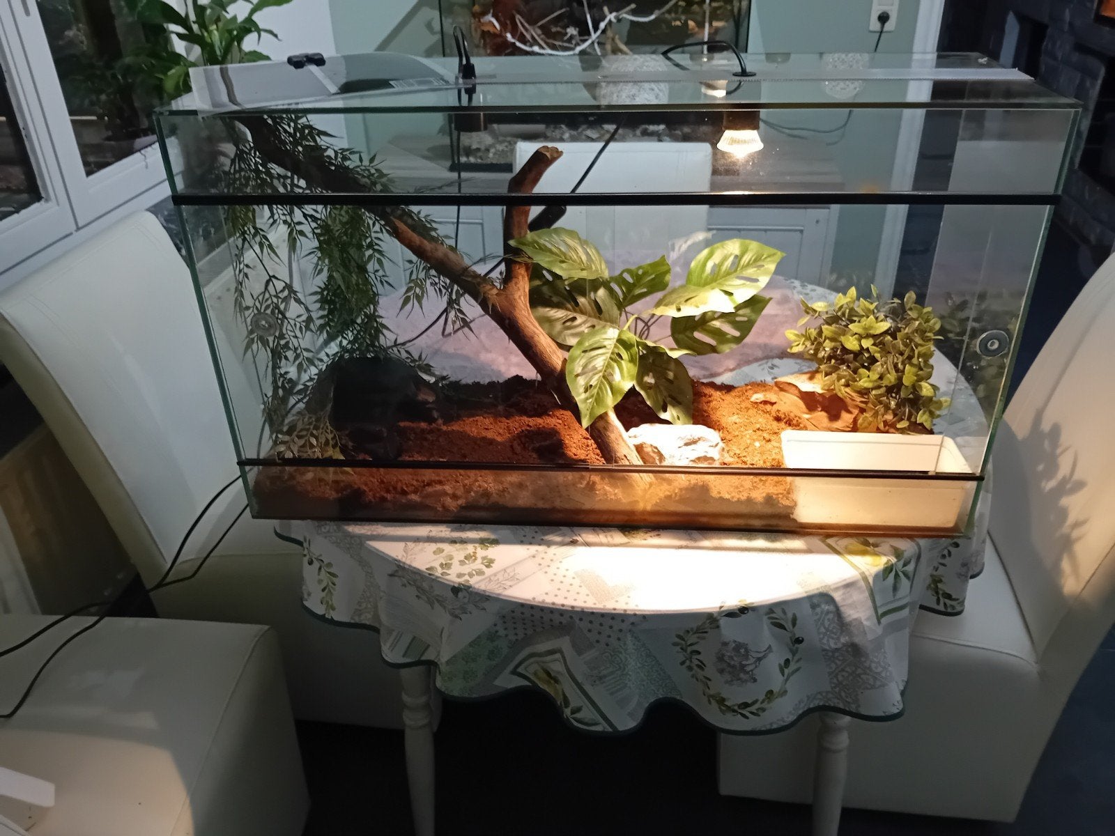 Terrarium te koop, Ophalen, Zo goed als nieuw, Terrarium of Paludarium