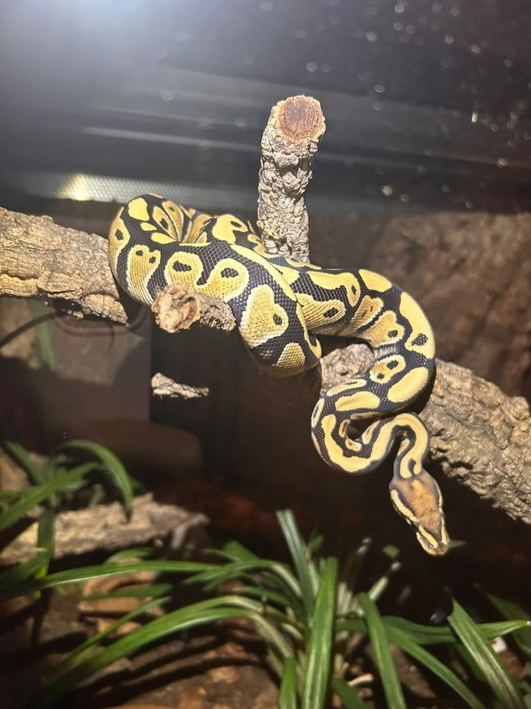Python regius DG het clown met volledig ingericht terrarium, Dieren en Toebehoren, Reptielen en Amfibieën, Slang, 0 tot 2 jaar