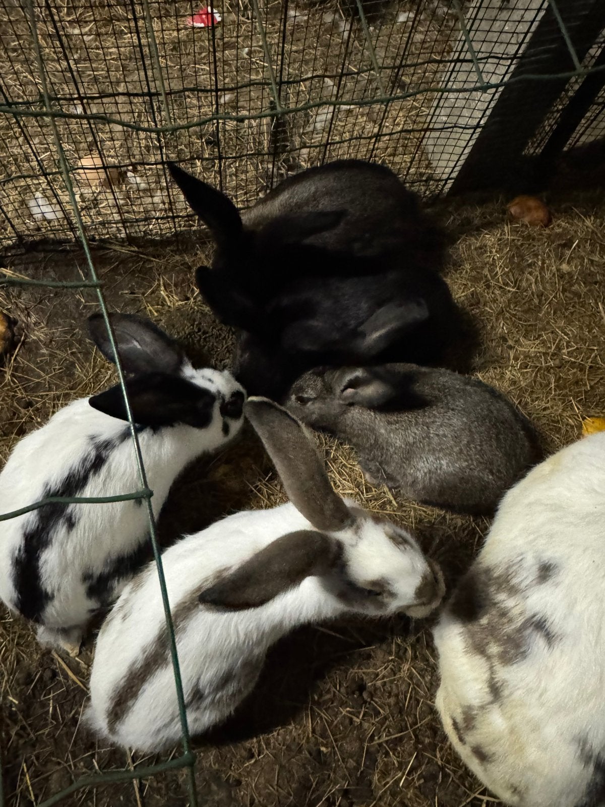 Vlaamse reusjes, Dieren en Toebehoren, Groot