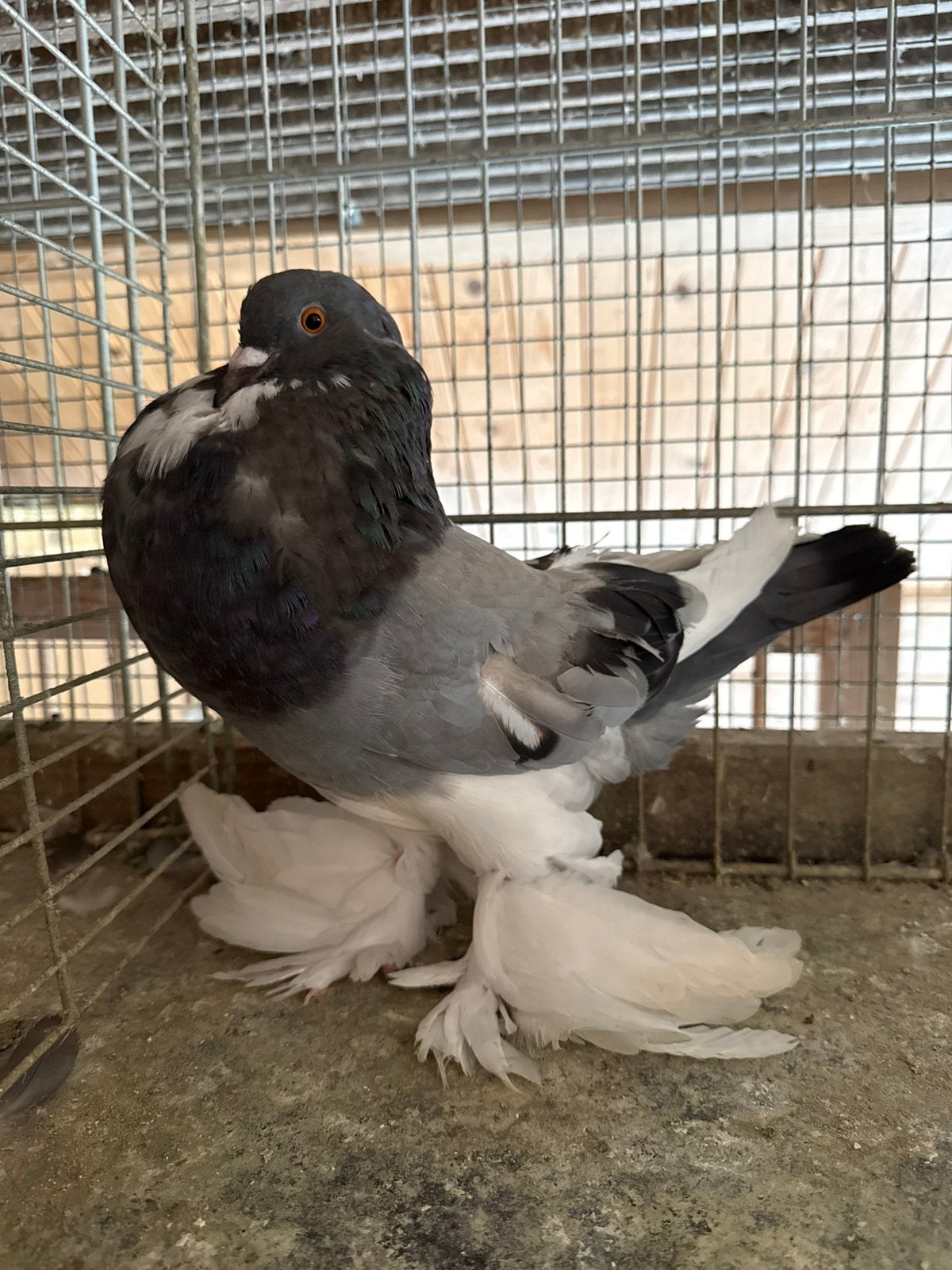 Gentse kropper - duivin bont blauwgeband, Dieren en Toebehoren, Vogels | Duiven, Vrouwelijk, Kropper