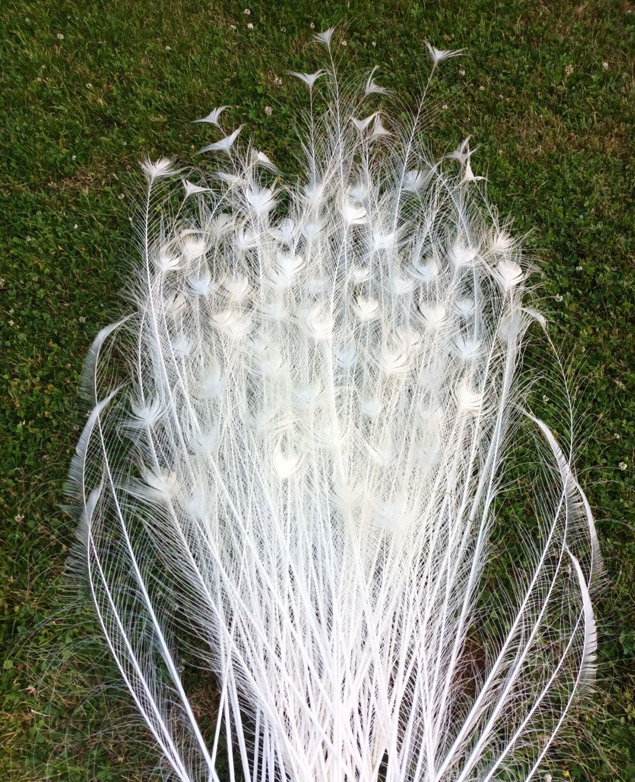 Witte pauwenveren., Collections, Collections Animaux, Enlèvement, Comme neuf, Animal de ferme, Autres types