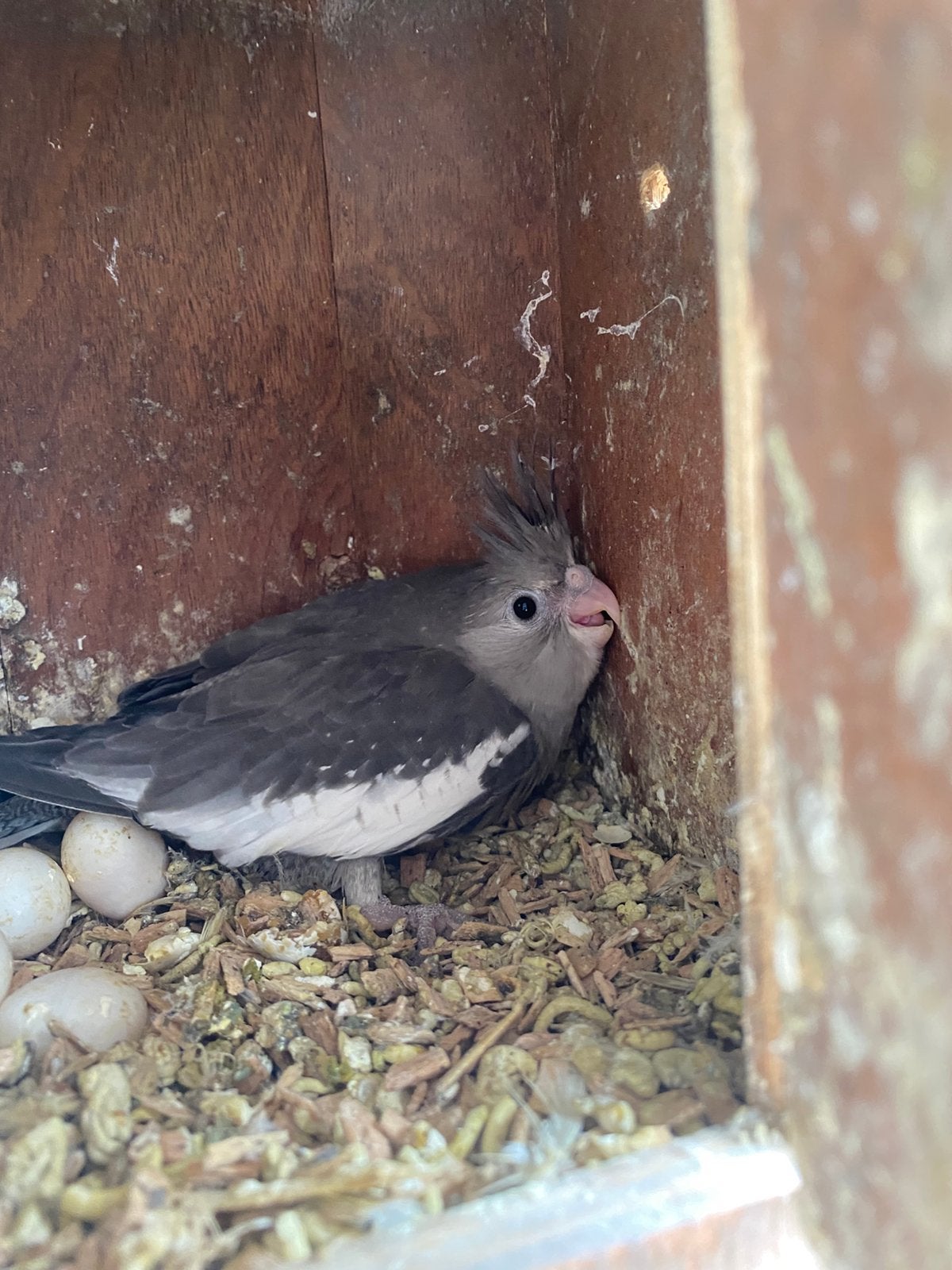 Perruches callopsittes au nid