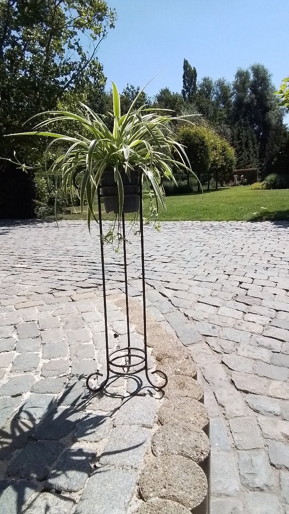 prachtige plant met staander, Tuin en Terras, Ophalen