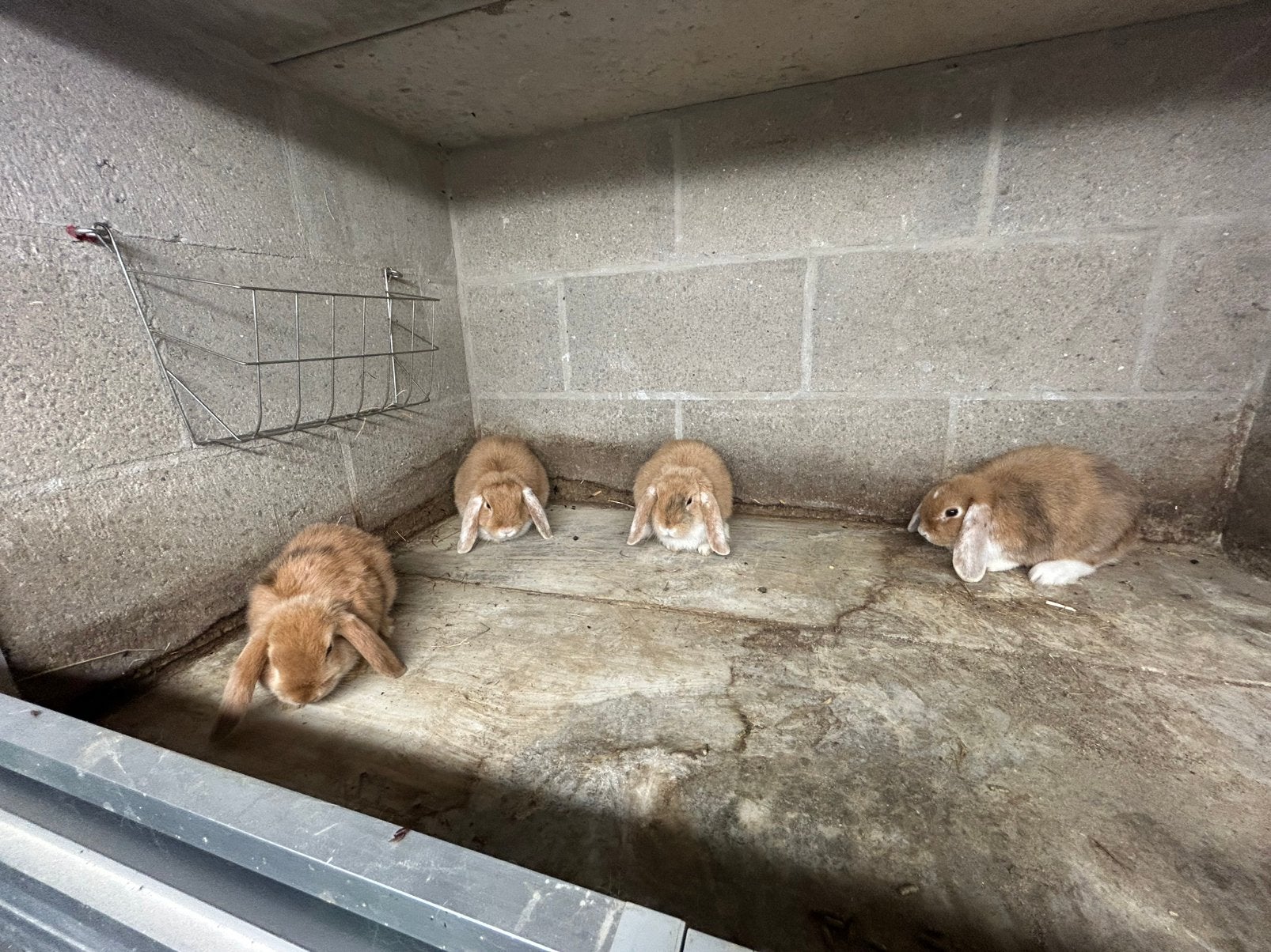 Nederlands hangoortjes, Mei, Meerdere dieren
