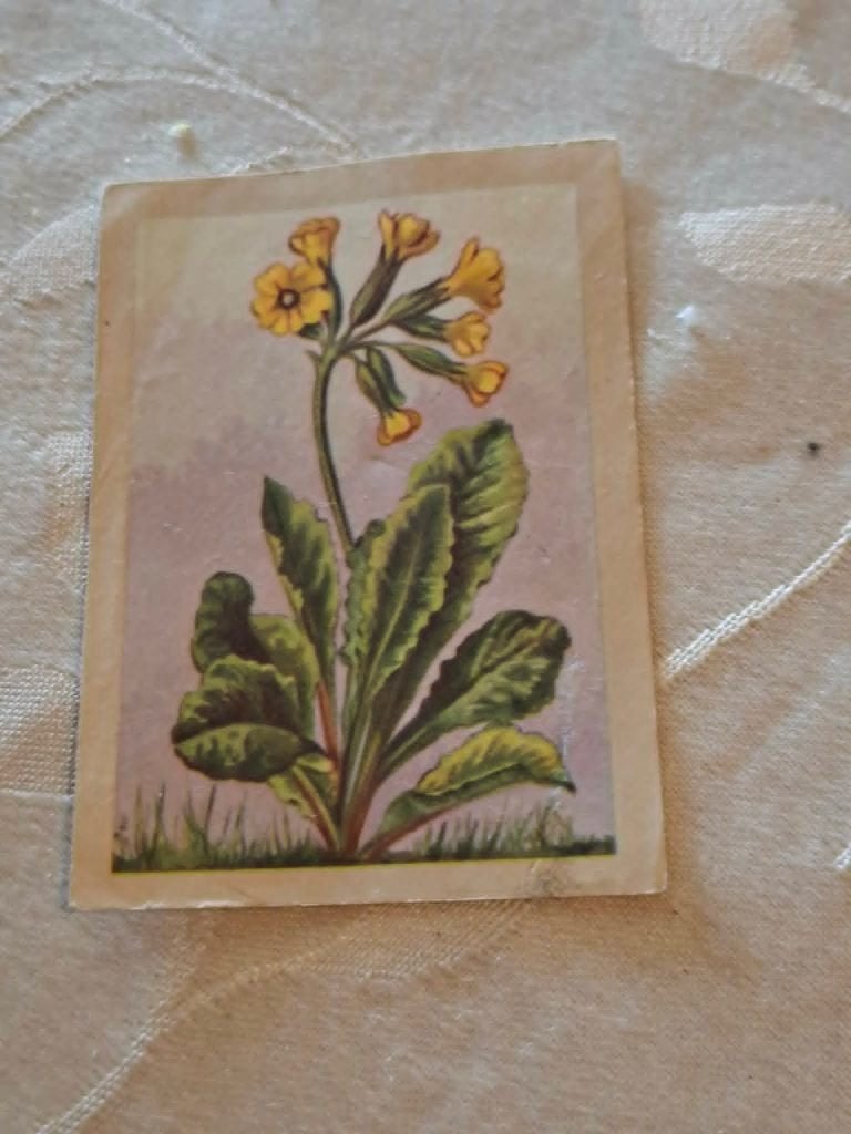 Prentje/Chromo : Gewone sleutelbloem/Chocolade Jacques, Ophalen of Verzenden, Gebruikt, Natuur, Prent
