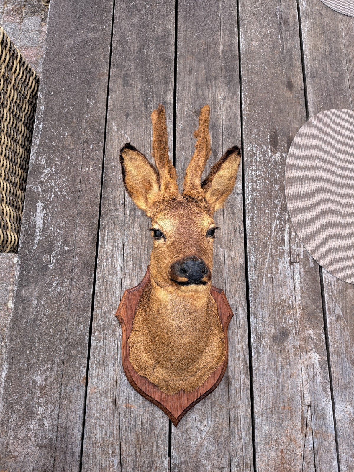 Taxidermie van ree, Ophalen