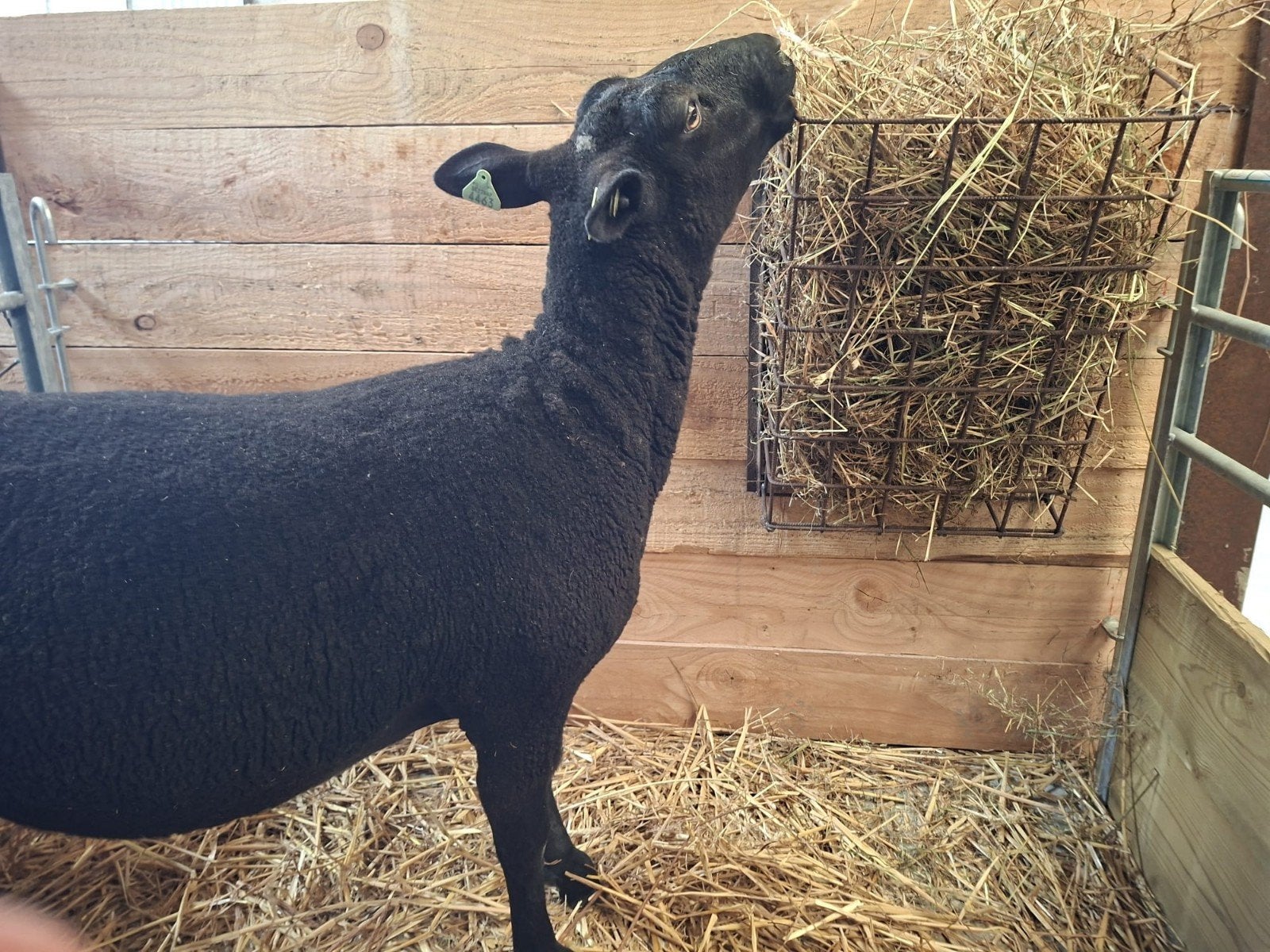 Hooiruifje te koop, Dieren en Toebehoren, Schaap