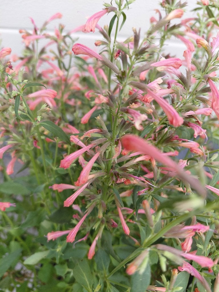 Agastache roze, Ophalen, Volle zon