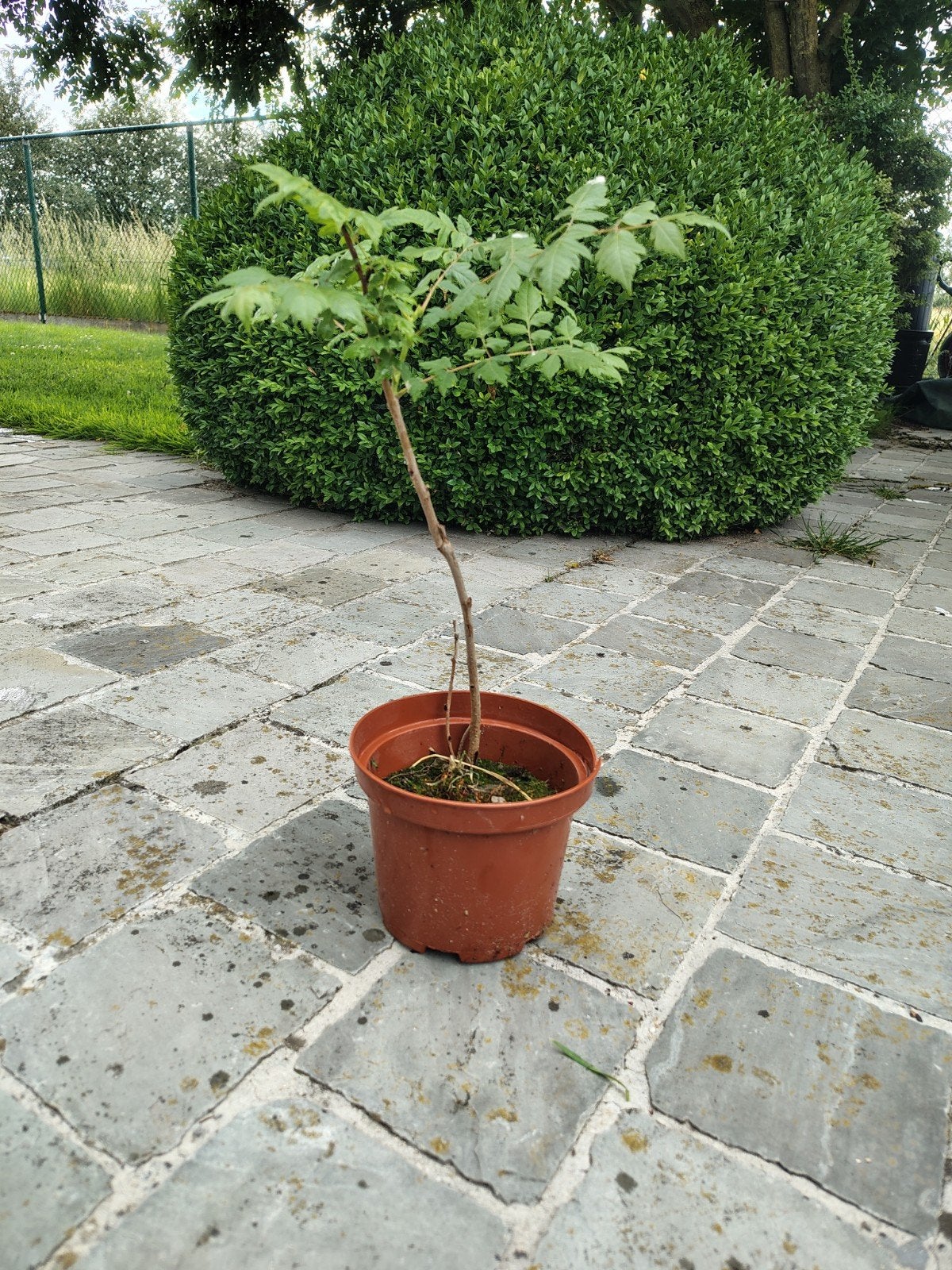 Chinese vernisboom - koelreuteria, Ophalen, Winter