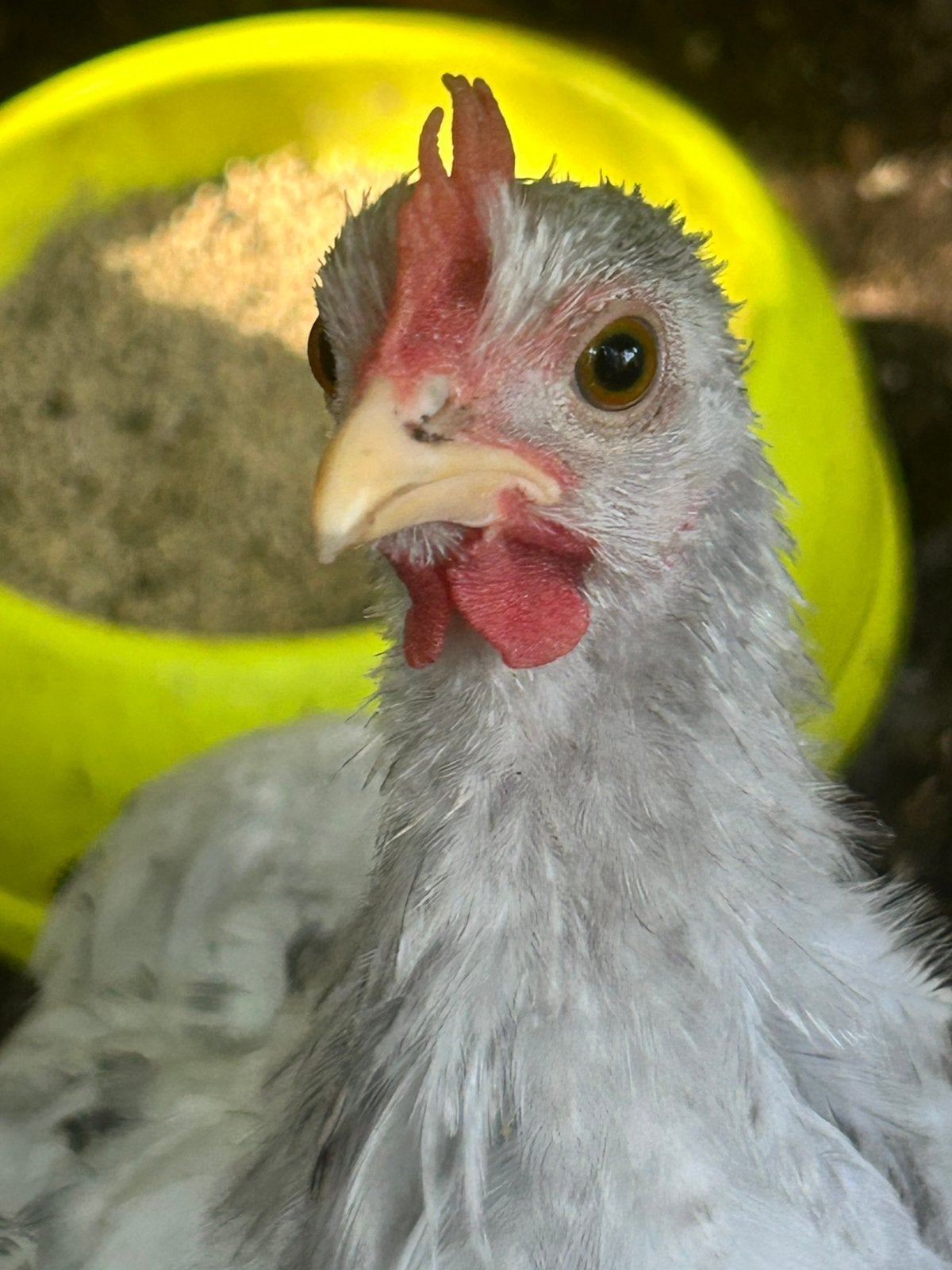 Splash cochin kriel haantje, Dieren en Toebehoren, Pluimvee