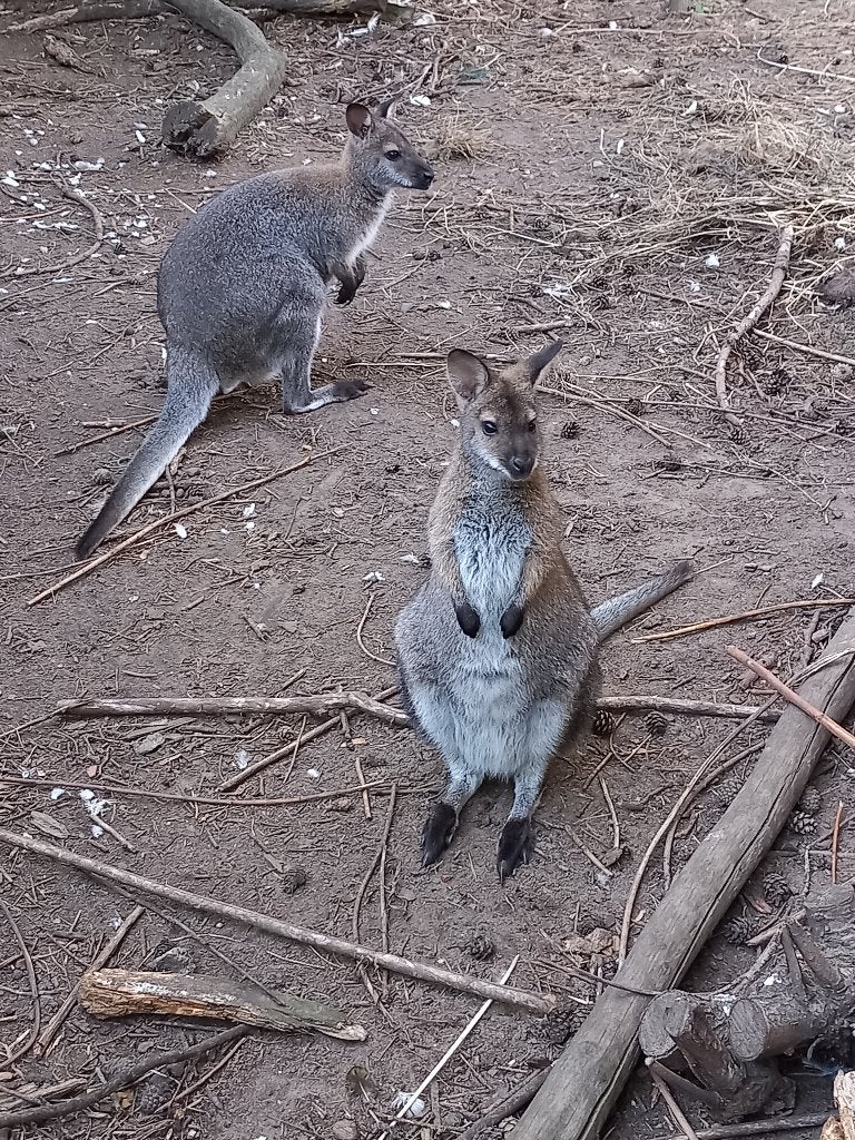 Bennet wallaby vrouwtje 2026, Dieren en Toebehoren, Februari, Vrouwelijk