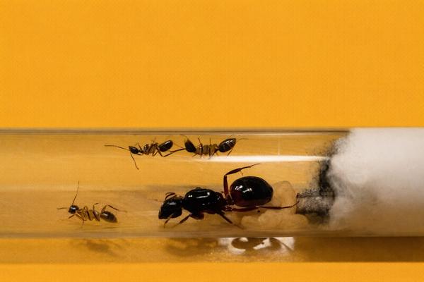 Reine des fourmis Camponotus Ligniperda avec 1 à 5 ouvrières, Fourmis