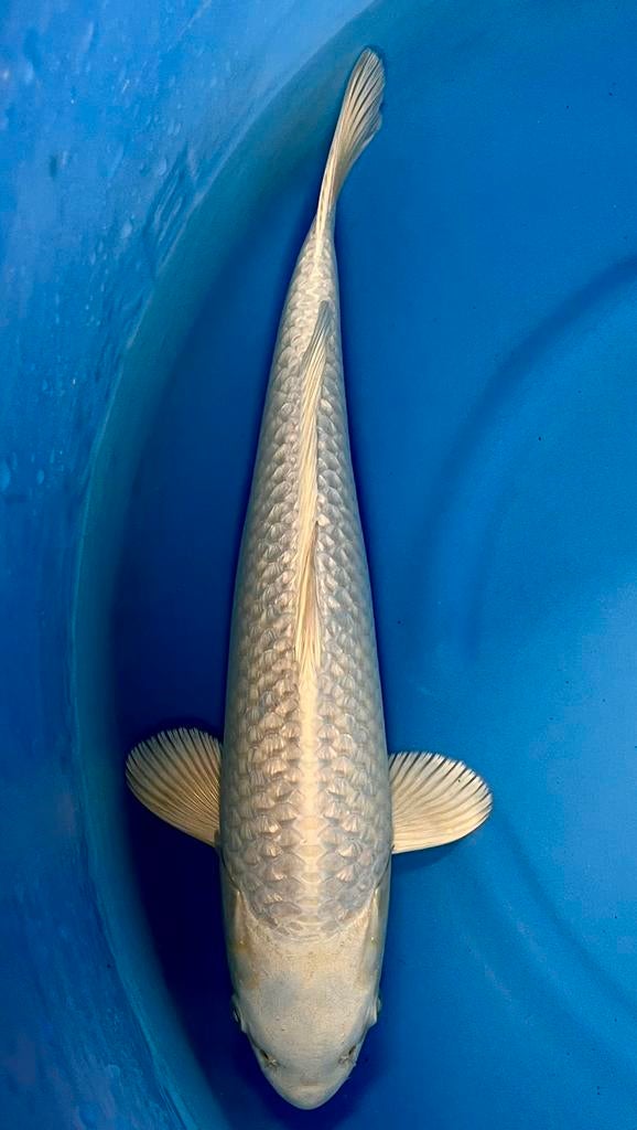 Platinum Ogon ginrin, Karper of Koi