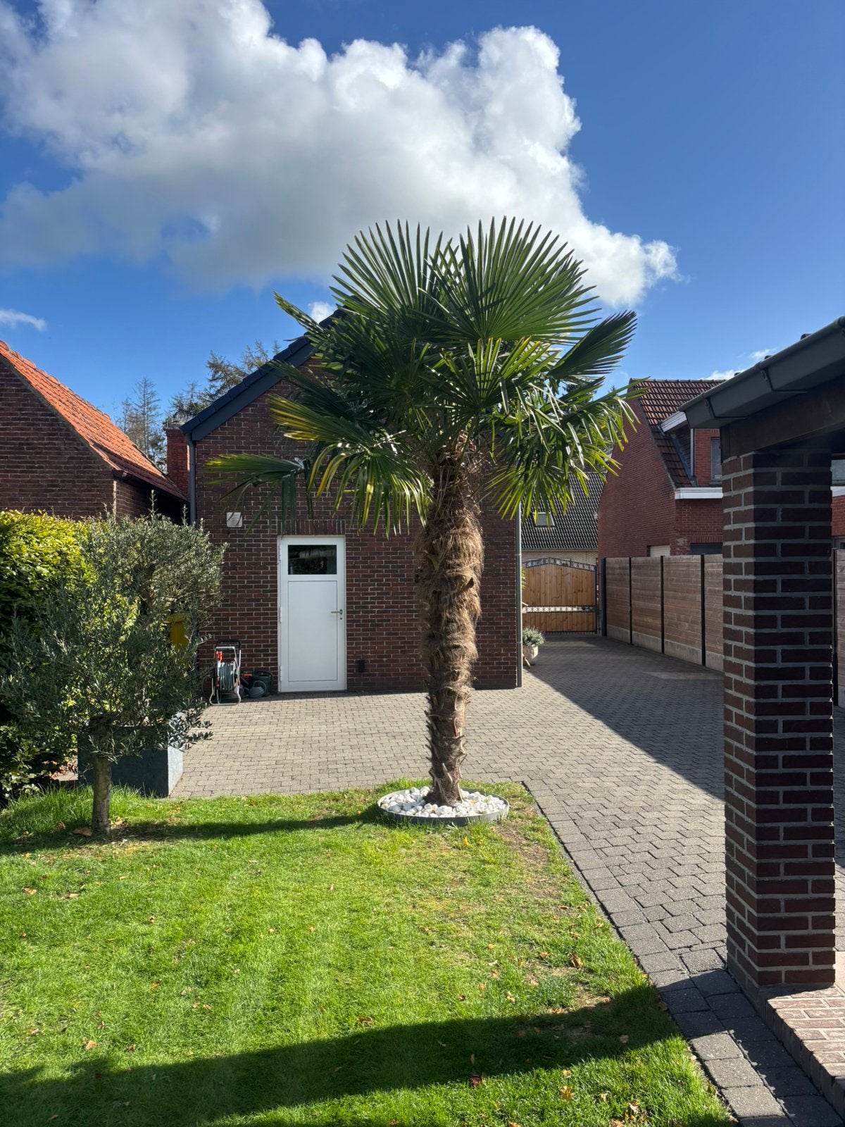 Chinese waaierpalm, Jardin & Terrasse, Enlèvement