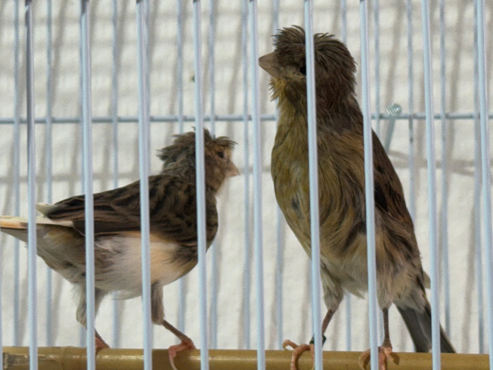 2 canari à vendre, Animaux & Accessoires